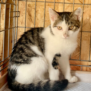 3ヶ月子猫、里親募集中