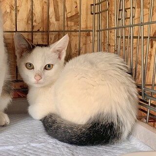 3ヶ月子猫、里親募集中