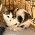 3ヶ月子猫、里親募集中