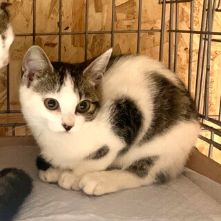 3ヶ月子猫、里親募集中