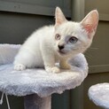 【シャム系】すてきな毛色の子猫