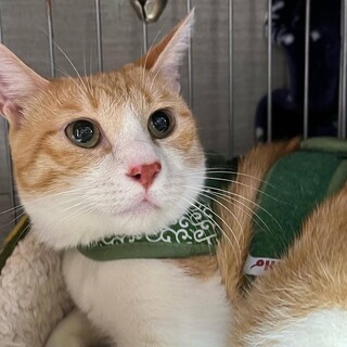 里親決定。人懐っこい茶白くん去勢済