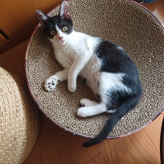 授乳から育てられた好奇心旺盛な女の子♀