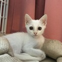 真っ白子猫1ヶ月
