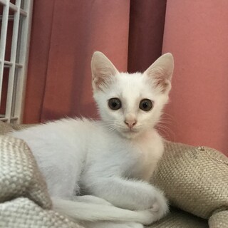 真っ白子猫1ヶ月