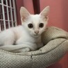 真っ白子猫1ヶ月 サムネイル2