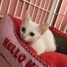 真っ白子猫1ヶ月 サムネイル3