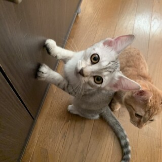 決定☆『アクア』綺麗なサバトラ柄の女の子