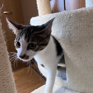 決定☆『ぺこ』甘えん坊