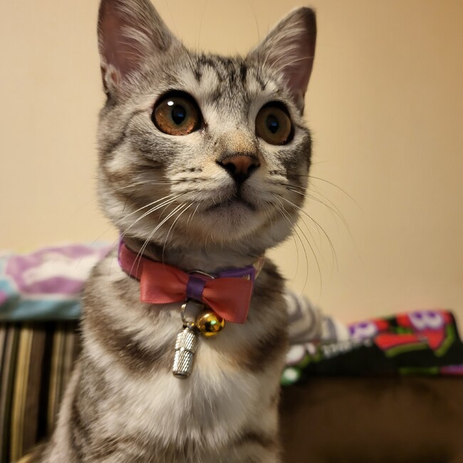 ぼるててのカバー写真