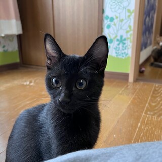 決定☆『ゼグ』綺麗な黒猫さん、