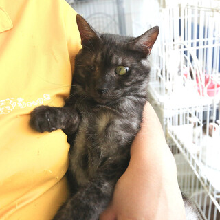 サビ猫｢うるま｣ 3s62