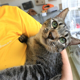 キジトラ｢ちっぷ」3c68