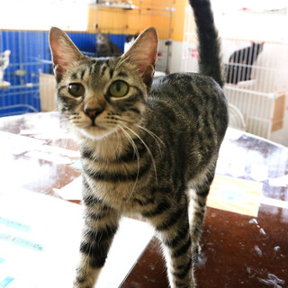 きじトラ｢まみ｣ 3s102