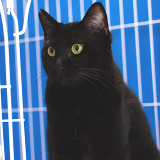 黒猫｢うら｣  北名8