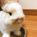 ホーランドロップ仔ウサギ１ヶ月３匹の里親募集です