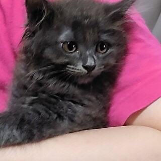 ララちゃん　モフモフな可愛い女の子【動画】