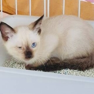 結膜炎治療中の男の子