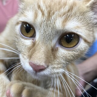 美人☆茶トラの雌猫☆ランちゃん