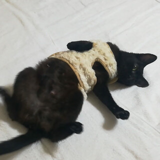 ガリヤセの保護猫は性格美人でした。動画チャンネル有