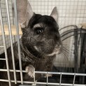 チンチラ4才♂里親決定しました。