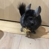 チンチラ4才♂里親決定しました。 サムネイル4