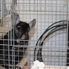 チンチラ4才♂里親決定しました。 サムネイル6