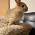 ミニウサギ　フォーン　2ヶ月