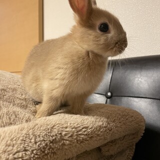 ミニウサギ　フォーン　2ヶ月