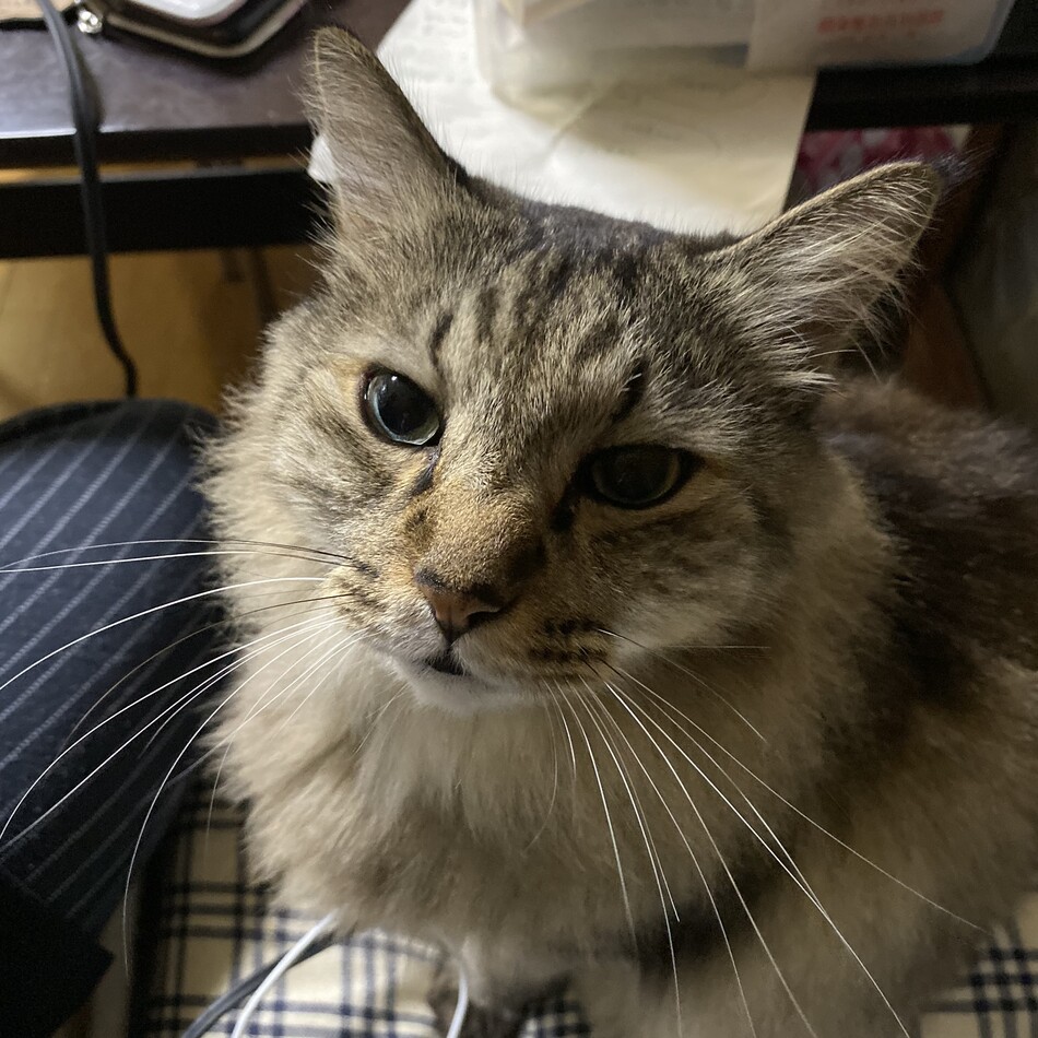 リリのカバー写真