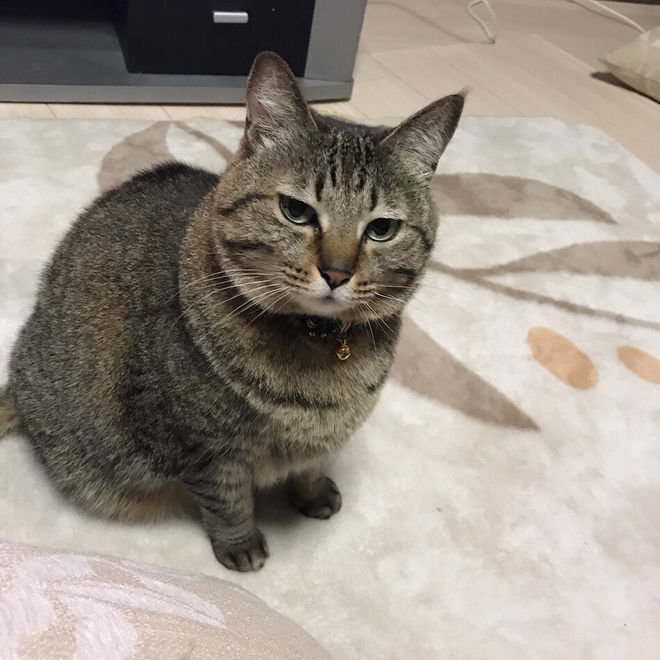 ミミのカバー写真