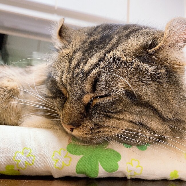 ロロくんのお母さんのカバー写真