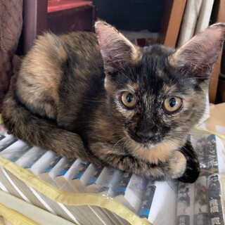 おっとり大人しいサビ猫女の子