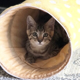 エイズでもまけない！耳が大きめキジトラ君！