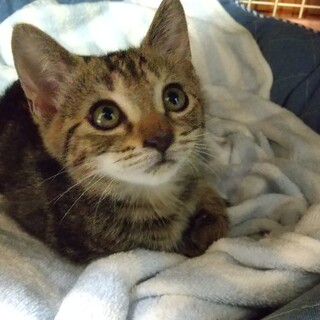 人(犬、猫)馴れOK‼️天真爛漫な男の子