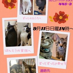 にゃんスペースとあ　ねこのお見合い会