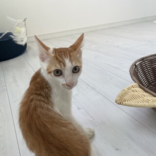 マイペース猫大好き茶白くん