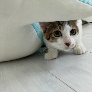 茶系のキジ白不思議な色な男の子