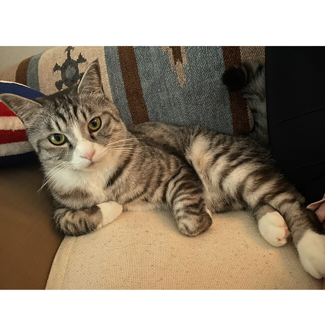 一般社団法人　アニマルサポート　虹のしずくのカバー写真