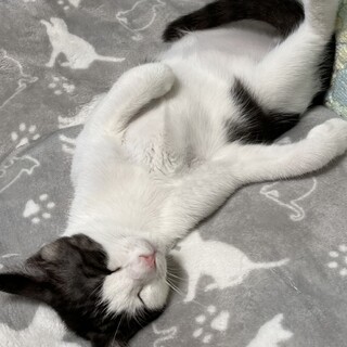 人懐こい子猫兄妹(お兄ちゃん)