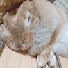 ぴぴぽち
