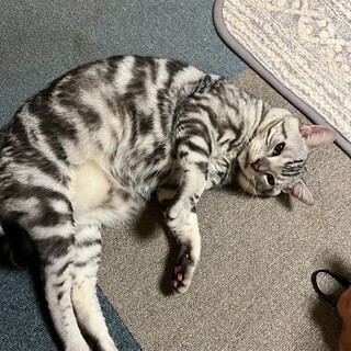 アメリカンショートヘアー　オス　10歳