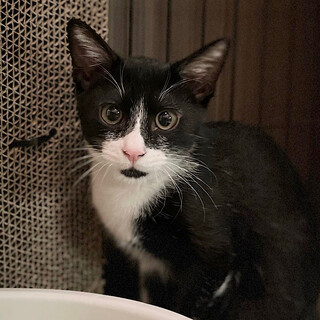 深山サラダくん◆くるぶしソックスの甘えん坊