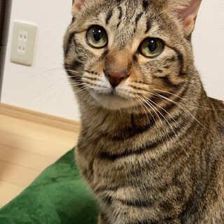 キジトラ男の子3歳