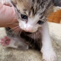 子猫生後１ヶ月くらい白シマ白きじ