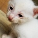 子猫生後１ヶ月くらい白猫