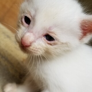 子猫生後１ヶ月くらい白猫