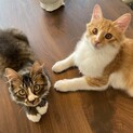 【9/25芝浦】美猫一族の長毛ペア★タラオ&イクラ