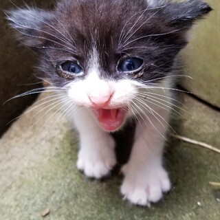 子猫生後１ヶ月くらい白黒