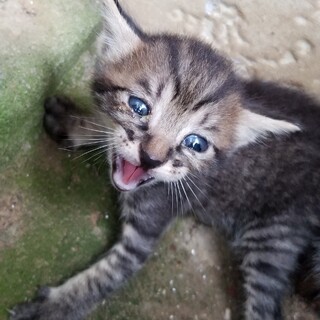 子猫生後１ヶ月くらいシマきじ